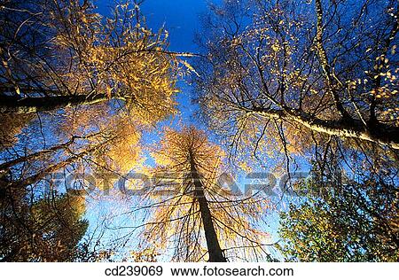 European larch (Larix decidua) in autumn View Large Photo Image Stock Photo - European larch (Larix decidua) in autumn. Fotosearch