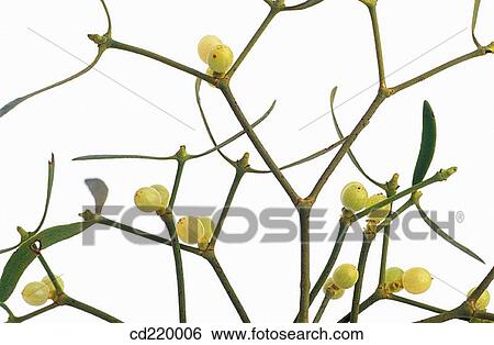 European Mistletoe (Viscum album) View Large Photo Image Stock Photograph - European Mistletoe (Viscum album). Fotosearch