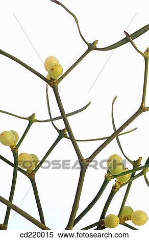 European Mistletoe (Viscum album) View Large Photo Image Stock Photography - European Mistletoe (Viscum album). Fotosearch
