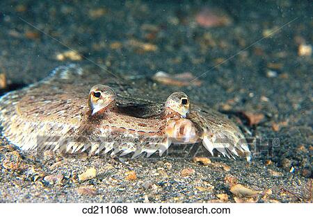 Stock Photo - Eyed Flounder (Bothus ocellatus). Florida. USA. Fotosearch