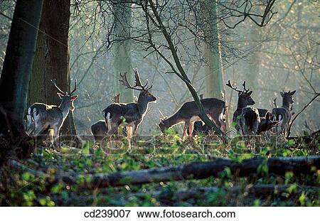 Stock Photo - Fallow deer (Dama dama) bucks. Ashridge. Hertfordshire. England. Fotosearch