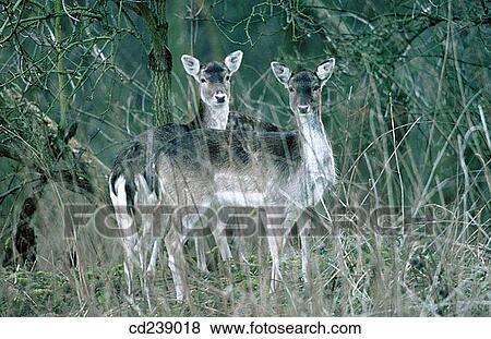 Fallow deer (Dama dama) does View Large Photo Image Stock Photo - Fallow deer (Dama dama) does. Fotosearch