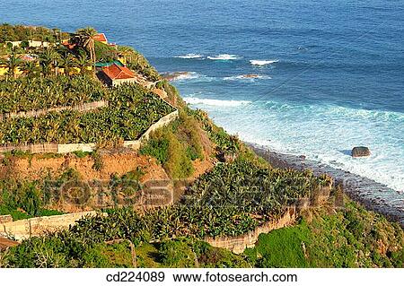 Farm and banana plantation on north coast. Tenerife. Canary Islands. Spain View Large Photo Image Stock Photo - Farm and banana plantation on north coast. Tenerife. Canary Islands. Spain. Fotosearch