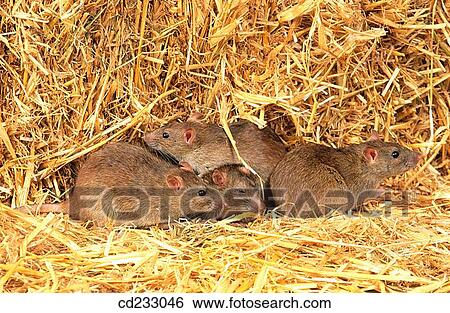 farm, group, fauna, animal View Large Photo Image Stock Photograph - farm, group, fauna, animal. Fotosearch