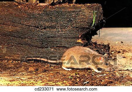 farm, indoors, fauna, animal View Large Photo Image Stock Image - farm, indoors, fauna, animal. Fotosearch