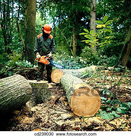 Felling a sweet chestnut tree (Castanea sativa). Ashridge. Hertfordshire. England View Large Photo Image Stock Image - Felling a sweet chestnut tree (Castanea sativa). Ashridge. Hertfordshire. England. Fotosearch
