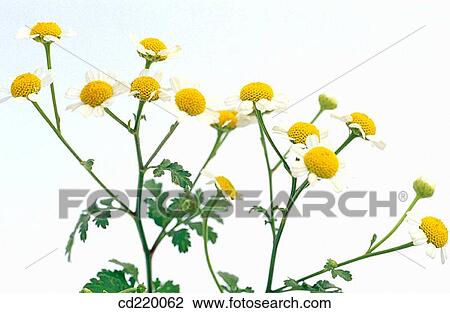 Feverfew (Chrysanthemum parthenium) View Large Photo Image Stock Image - Feverfew (Chrysanthemum parthenium). Fotosearch
