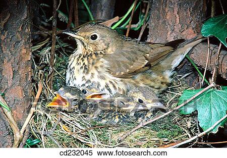 Fieldfare (Turdus pilaris) View Large Photo Image Stock Photography - Fieldfare (Turdus pilaris). Fotosearch