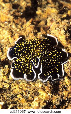 Flatworm (Thysanozoon sp. ). Indonesia View Large Photo Image Stock Photo - Flatworm (Thysanozoon sp. ). Indonesia. Fotosearch