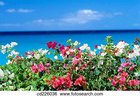 Flowers. Barbados. West Indies. Caribbean View Large Photo Image Stock Photograph - Flowers. Barbados. West Indies. Caribbean. Fotosearch
