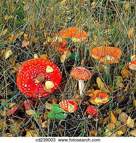 Fly agaric (Amanita muscaria) fungi. Hertfordshire. England View Large Photo Image Stock Image - Fly agaric (Amanita muscaria) fungi. Hertfordshire. England. Fotosearch
