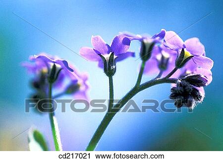 Forget-me-not (Myosotis sylvatica) View Large Photo Image Stock Image - Forget-me-not (Myosotis sylvatica). Fotosearch