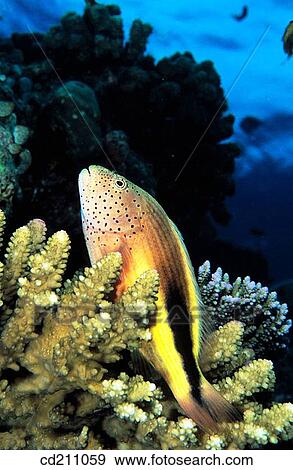 Forster's Hawkfish (Paracirrhites forsteri). Maldive Islands View Large Photo Image Stock Photo - Forster's Hawkfish (Paracirrhites forsteri). Maldive Islands. Fotosearch