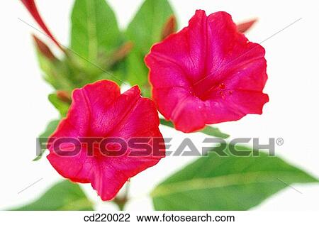Four-o? clock (Mirabilis jalapa) View Large Photo Image Stock Image - Four-o? clock (Mirabilis jalapa). Fotosearch