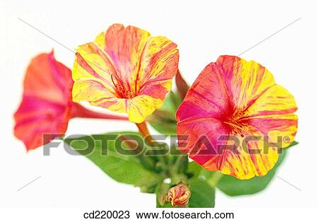 Stock Image - Four-o? clock (Mirabilis jalapa). Fotosearch