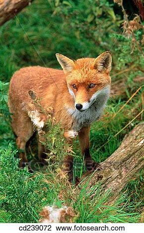 Fox (Vulpes vulpes). Hertfordshire. England View Large Photo Image Stock Image - Fox (Vulpes vulpes). Hertfordshire. England. Fotosearch