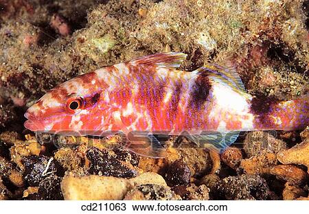 Stock Image - Freckled Goatfish (Upeneus tragula). Fotosearch