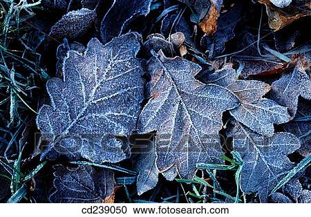 Stock Image - Frosted oak leaves. Hertfordshire. England. Fotosearch