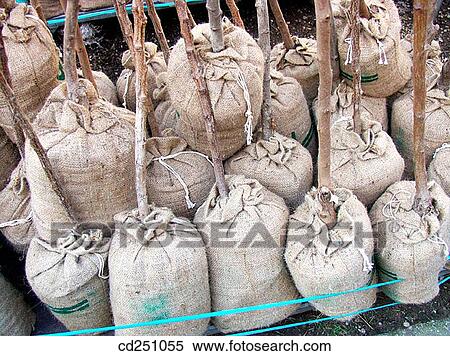 Fruit trees ready to be transplanted in a tree nursery View Large Photo Image Stock Photography - Fruit trees ready to be transplanted in a tree nursery. Fotosearch