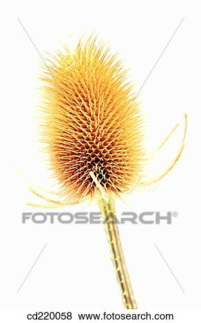Fuller's Teasel (Dipsacus fullonum) View Large Photo Image Stock Photo - Fuller's Teasel (Dipsacus fullonum). Fotosearch