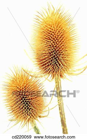 Stock Photo - Fuller's Teasel (Dipsacus fullonum). Fotosearch
