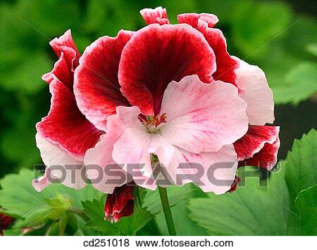Geranium (Pelargonium sp. ) View Large Photo Image Stock Photo - Geranium (Pelargonium sp. ). Fotosearch