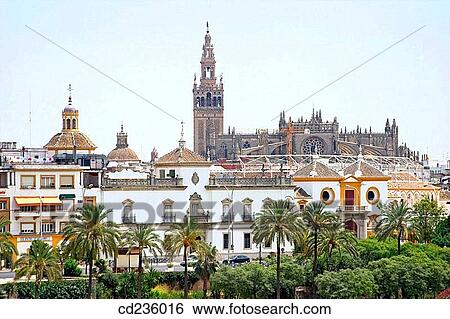 Giralda tower and cathedral. Seville. Andalusia, Spain View Large Photo Image Stock Photograph - Giralda tower and cathedral. Seville. Andalusia, Spain. Fotosearch
