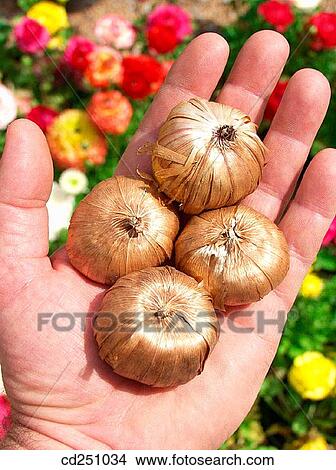 Gladiolus bulbs View Large Photo Image Picture - Gladiolus bulbs. Fotosearch