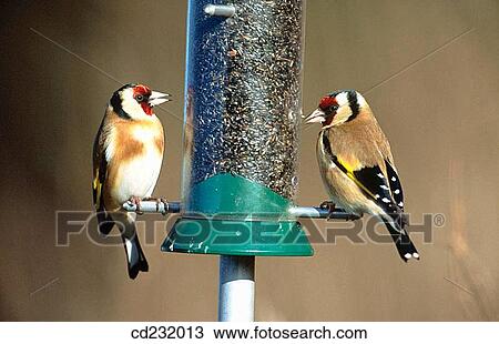 Goldfinch (Carduelis carduelis) on feeder View Large Photo Image Stock Image - Goldfinch (Carduelis carduelis) on feeder. Fotosearch