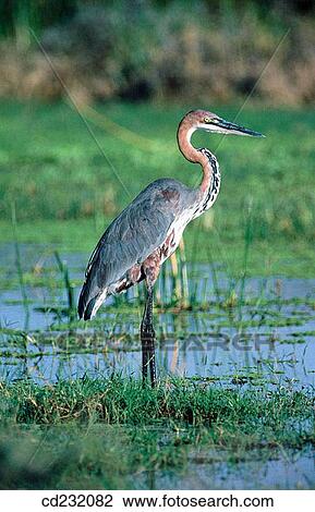 Goliath Heron (Ardea goliath) View Large Photo Image Stock Image - Goliath Heron (Ardea goliath). Fotosearch