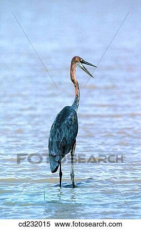 Goliath Heron (Ardea goliath) View Large Photo Image Stock Photography - Goliath Heron (Ardea goliath). Fotosearch