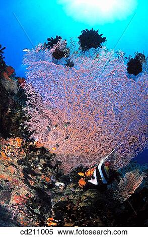 Gorgonian Sea Fan and Bannerfish (Heniochus sp. ) View Large Photo Image Stock Photography - Gorgonian Sea Fan and Bannerfish (Heniochus sp. ). Fotosearch