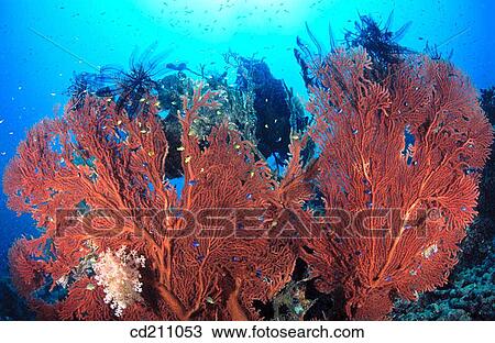 Gorgonian Sea Fans. Papua New Guinea View Large Photo Image Stock Image - Gorgonian Sea Fans. Papua New Guinea. Fotosearch