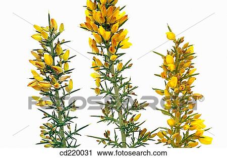Gorse (Ulex sp. ) View Large Photo Image Stock Image - Gorse (Ulex sp. ). Fotosearch
