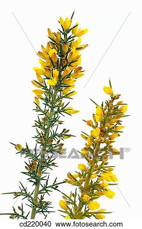 Gorse (Ulex sp. ) View Large Photo Image Stock Image - Gorse (Ulex sp. ). Fotosearch