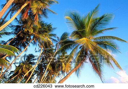 Grande Anse des Salines beach. Martinique. West Indias. Caribbean View Large Photo Image Stock Image - Grande Anse des Salines beach. Martinique. West Indias. Caribbean. Fotosearch