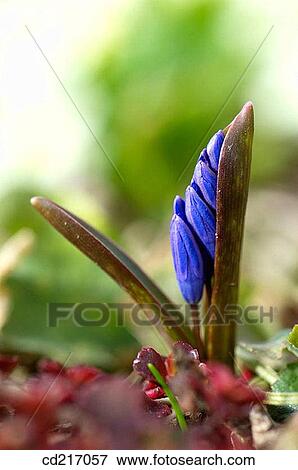Grape Hyacinth (Muscari armeniacum) View Large Photo Image Stock Photo - Grape Hyacinth (Muscari armeniacum). Fotosearch