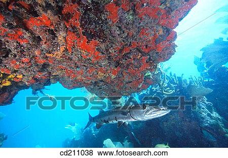 Great Barracuda (Sphyraena barracuda). Florida Keys. USA View Large Photo Image Stock Photo - Great Barracuda (Sphyraena barracuda). Florida Keys. USA. Fotosearch