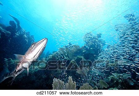 Stock Photo - Great Barracuda (Sphyraena barracuda). Florida Keys. USA. Fotosearch