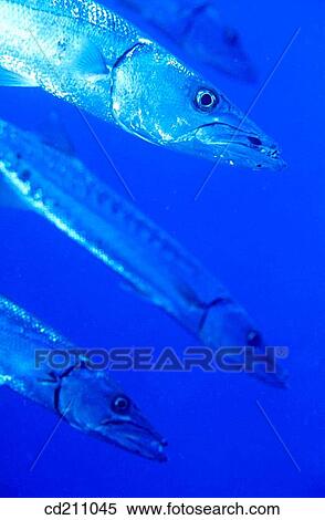 Stock Photography - Great Barracudas (Sphyraena barracuda). Caribbean. Fotosearch