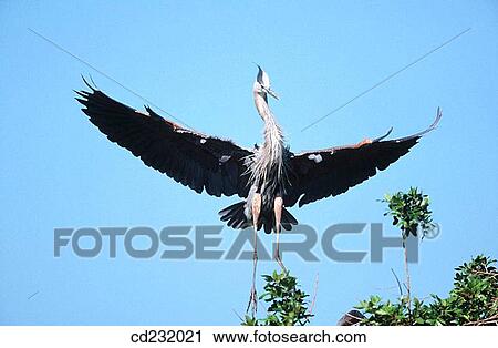 Great Blue Heron (Ardea herodias). Florida. USA View Large Photo Image Stock Image - Great Blue Heron (Ardea herodias). Florida. USA. Fotosearch