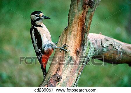 Stock Photo - Great spotted woodpecken (Dendrocopos major). Fotosearch