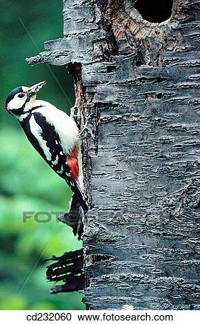 Great Spotted Woodpecker (Dendrocopos major) View Large Photo Image Stock Image - Great Spotted Woodpecker (Dendrocopos major). Fotosearch