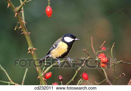 Great Tit (Parus major) View Large Photo Image Stock Image - Great Tit (Parus major). Fotosearch