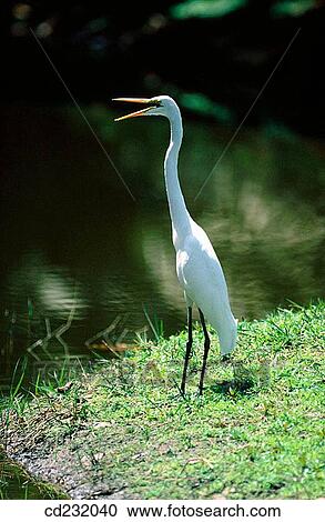 Great White Egret (Egretta alba) View Large Photo Image Stock Image - Great White Egret (Egretta alba). Fotosearch