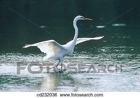 Great White Egret (Egretta alba) View Large Photo Image Stock Photograph - Great White Egret (Egretta alba). Fotosearch