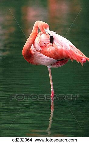 Greater Flamingo (Phoenicopterus ruber) View Large Photo Image Picture - Greater Flamingo (Phoenicopterus ruber). Fotosearch