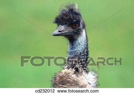 Stock Image - Greater Rhea (Rhea americana). Fotosearch