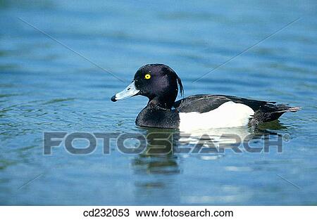 Stock Image - Greater Scaup (Aythya marila). Fotosearch