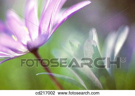 Stock Image - Greek Anemone (Anemone blanda). Fotosearch